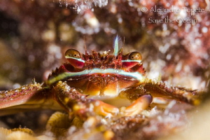 Crab in home, Bonaire by Alejandro Topete 
